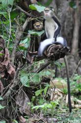 Boabeng-Fiema Monkey Sanctuary