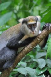 Boabeng-Fiema Monkey Sanctuary