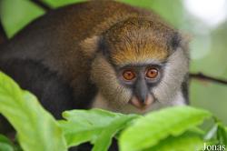 Boabeng-Fiema Monkey Sanctuary