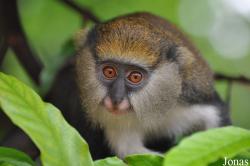 Boabeng-Fiema Monkey Sanctuary