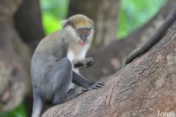 Boabeng-Fiema Monkey Sanctuary