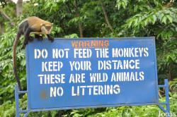 Boabeng-Fiema Monkey Sanctuary