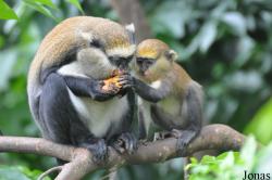 Boabeng-Fiema Monkey Sanctuary
