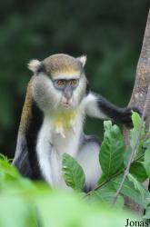 Boabeng-Fiema Monkey Sanctuary