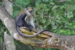 Boabeng-Fiema Monkey Sanctuary
