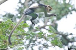 Boabeng-Fiema Monkey Sanctuary