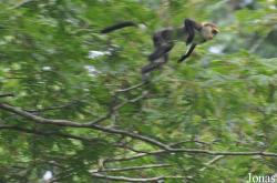 Boabeng-Fiema Monkey Sanctuary