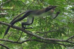 Boabeng-Fiema Monkey Sanctuary