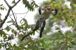 Boabeng-Fiema Monkey Sanctuary