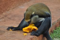 Boabeng-Fiema Monkey Sanctuary