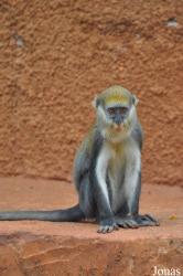 Boabeng-Fiema Monkey Sanctuary