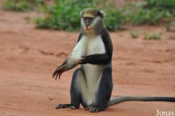Boabeng-Fiema Monkey Sanctuary