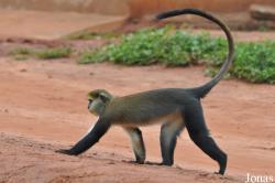 Boabeng-Fiema Monkey Sanctuary