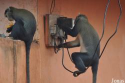 Boabeng-Fiema Monkey Sanctuary