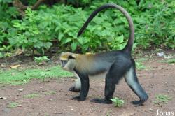 Boabeng-Fiema Monkey Sanctuary