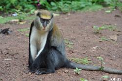 Boabeng-Fiema Monkey Sanctuary