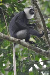 Boabeng-Fiema Monkey Sanctuary