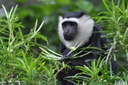 Colobus vellerosus
