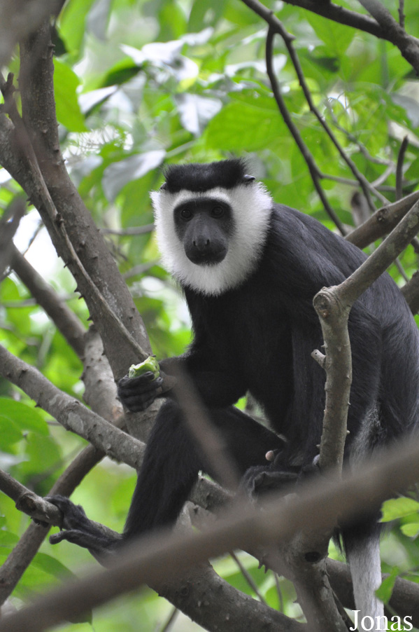 Boabeng-Fiema Monkey Sanctuary