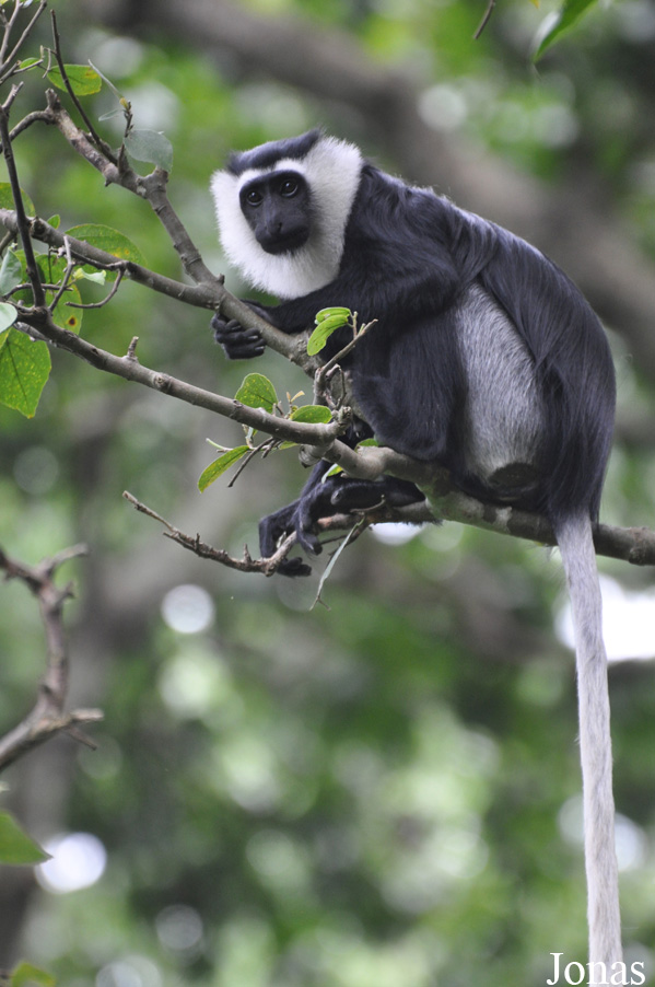 Boabeng-Fiema Monkey Sanctuary