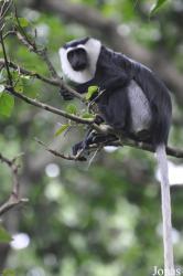 Boabeng-Fiema Monkey Sanctuary