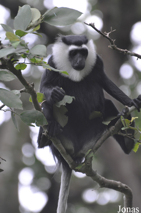Boabeng-Fiema Monkey Sanctuary