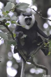 Boabeng-Fiema Monkey Sanctuary