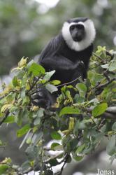Boabeng-Fiema Monkey Sanctuary