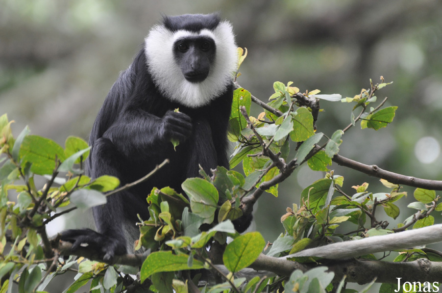 Boabeng-Fiema Monkey Sanctuary