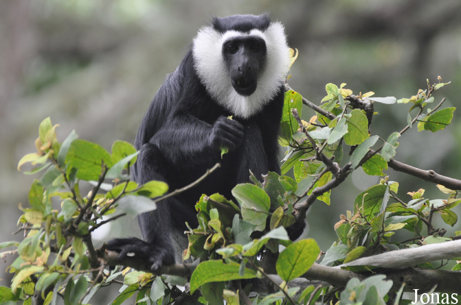 Boabeng-Fiema Monkey Sanctuary