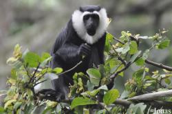 Boabeng-Fiema Monkey Sanctuary