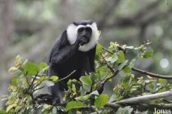 Boabeng-Fiema Monkey Sanctuary