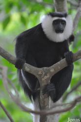 Boabeng-Fiema Monkey Sanctuary