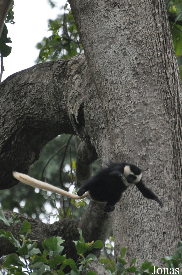 Boabeng-Fiema Monkey Sanctuary