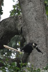 Boabeng-Fiema Monkey Sanctuary
