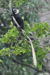 Boabeng-Fiema Monkey Sanctuary