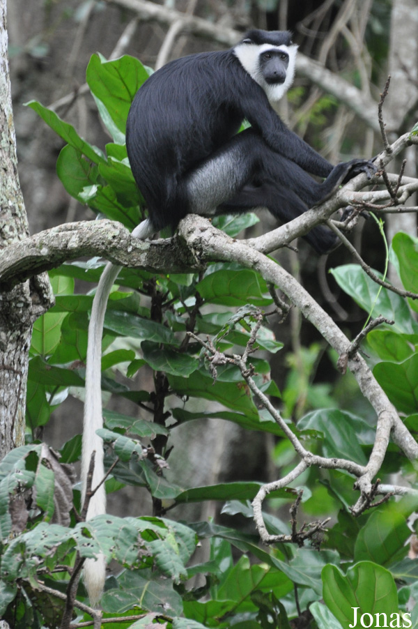 Boabeng-Fiema Monkey Sanctuary