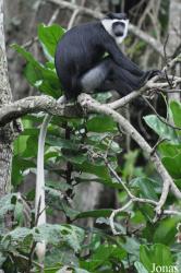 Boabeng-Fiema Monkey Sanctuary