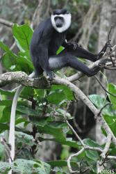 Boabeng-Fiema Monkey Sanctuary