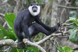 Boabeng-Fiema Monkey Sanctuary