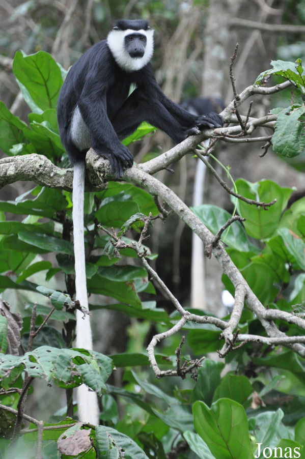 Boabeng-Fiema Monkey Sanctuary