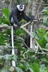 Boabeng-Fiema Monkey Sanctuary