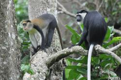 Boabeng-Fiema Monkey Sanctuary