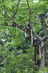 Boabeng-Fiema Monkey Sanctuary