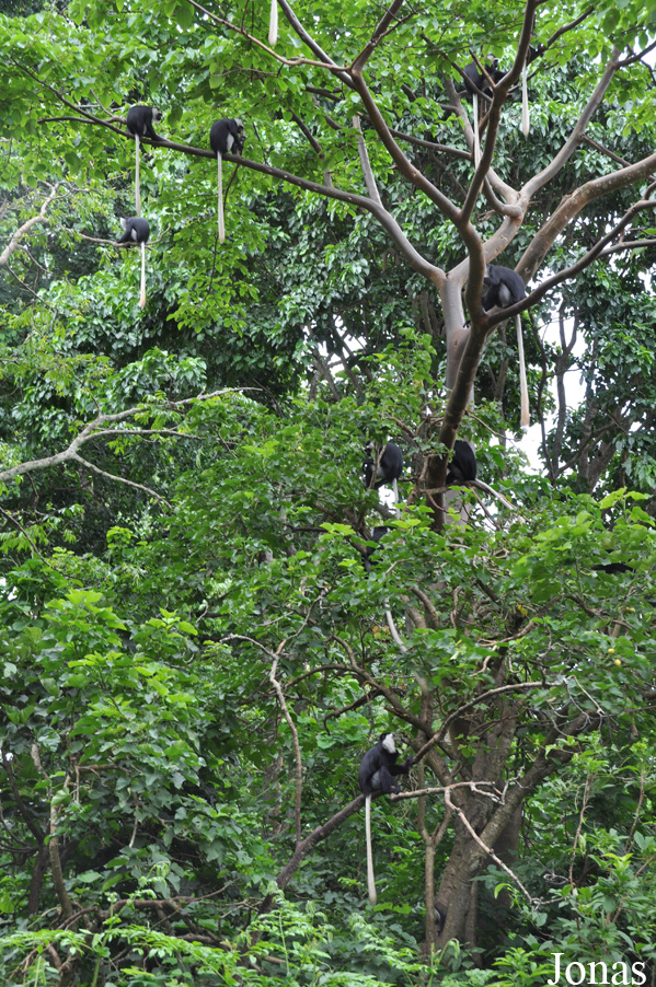 Boabeng-Fiema Monkey Sanctuary