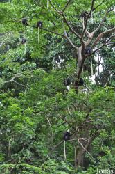 Boabeng-Fiema Monkey Sanctuary
