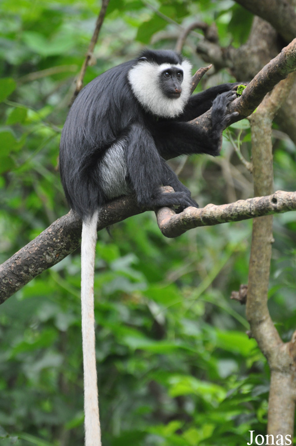 Boabeng-Fiema Monkey Sanctuary