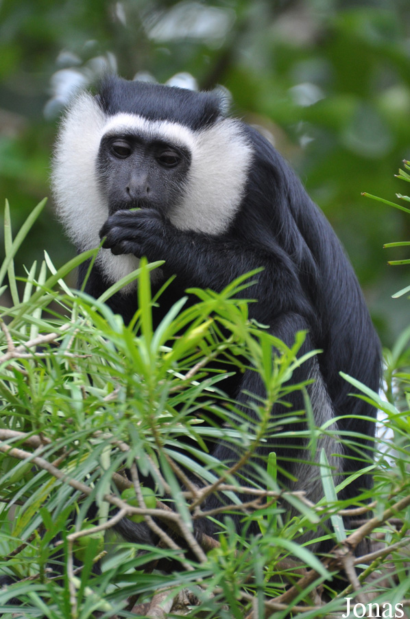 Boabeng-Fiema Monkey Sanctuary