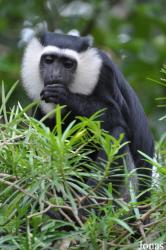 Boabeng-Fiema Monkey Sanctuary