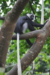Boabeng-Fiema Monkey Sanctuary